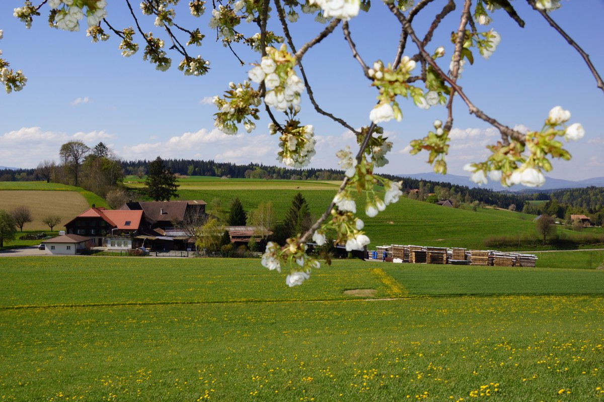 Liegenschaft in grüner Idille 2